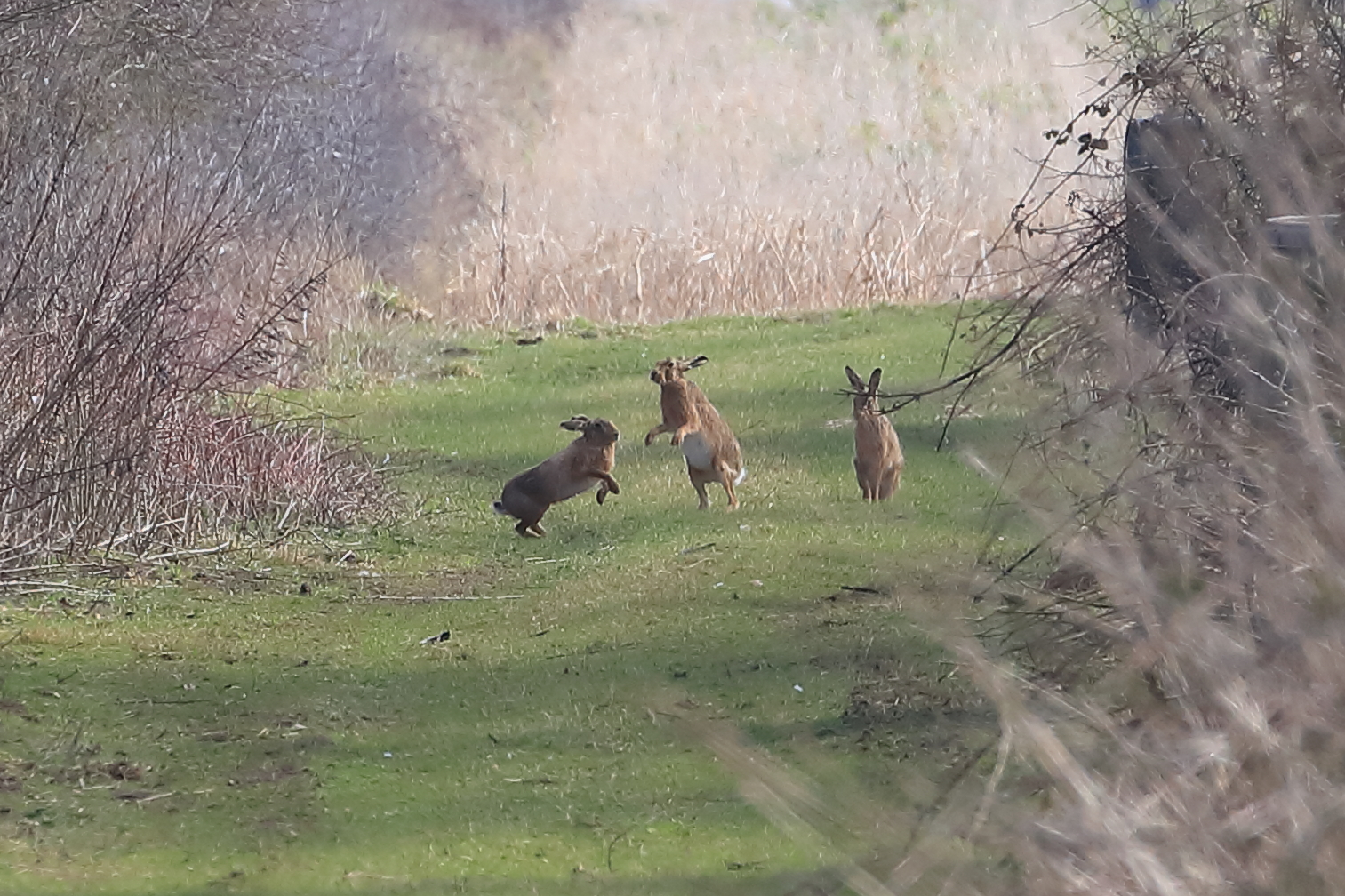 Mad March hares