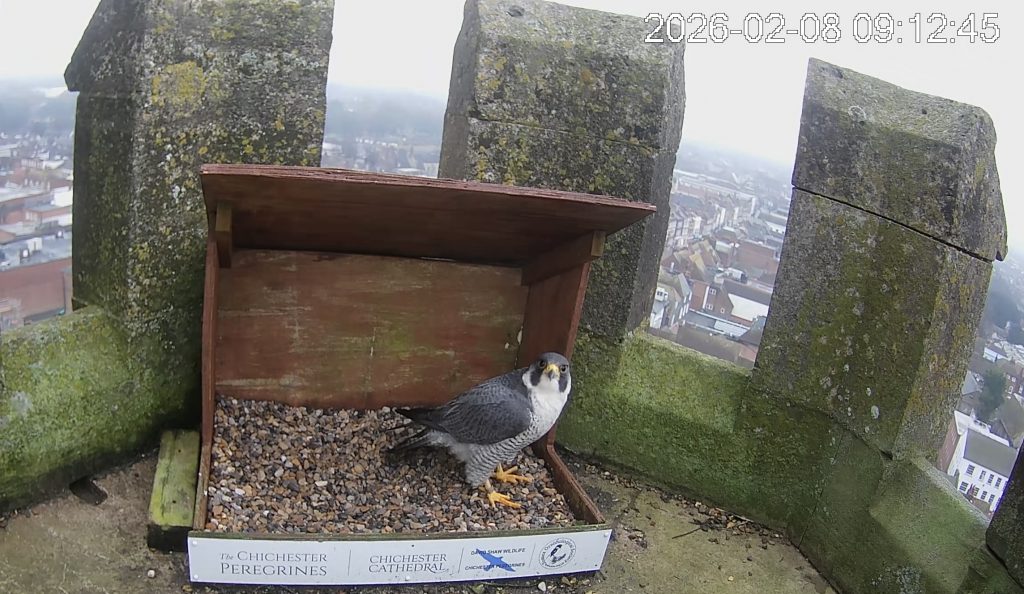 Chichester Peregrines Webcam
